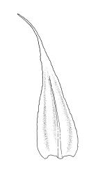 Brachythecium campestre, branch leaf. Drawn from K.W. Allison 5723, CHR 379104.
 Image: R.C. Wagstaff © Landcare Research 2019 CC BY 3.0 NZ